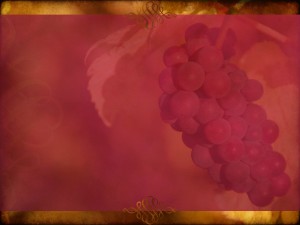 Grape Harvest Background Slide