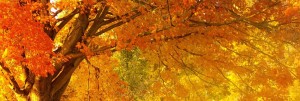 Fall Website Banner