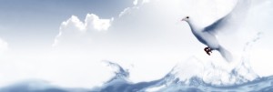 Dove Website Banner