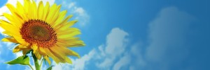 Sunflower Website Banner