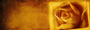 Yellow Rose Website Banner