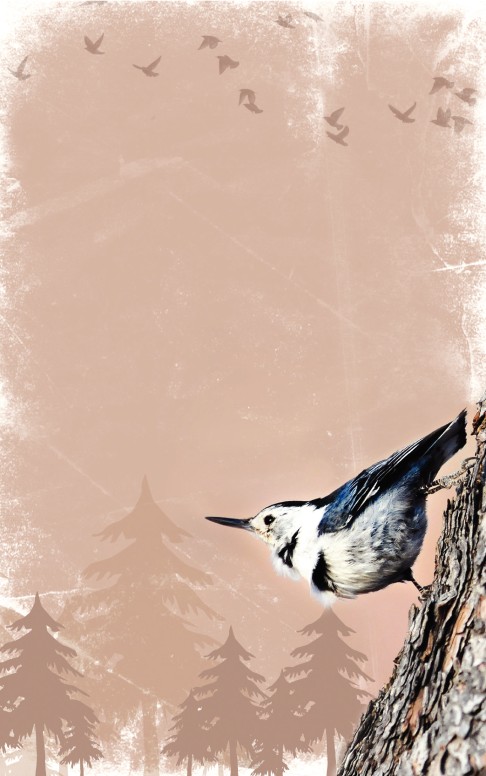 Bird Bulletin