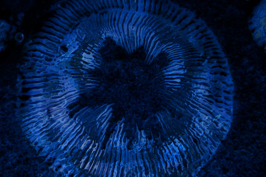 Blue Ripples Worship Video
