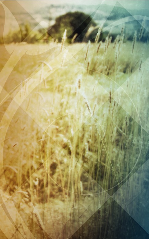 Field of Wheat Church Bulletin