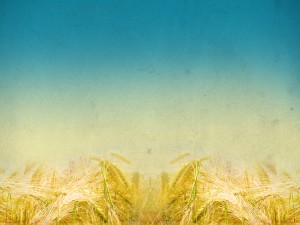Harvest Fields Blurred Horizon Church Background