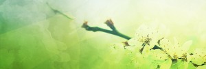 Spring Blossoms Mother's Day Website Banner