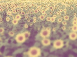 Fields of Sunflowers Religious Stock Image