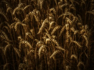 Waves of Grain Christian Stock Photo