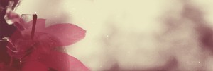 The Harvest of Righteousness Religious Web Banner