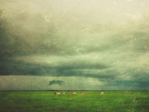 Grazing Sheep Worship Background