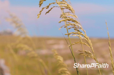 Wheat Stalks Blowing in the Wind Christian Motion Background Loop