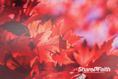 Happy Thanksgiving Wishes Worship Motion Graphic