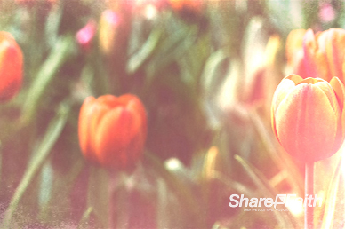 Spring Forward Tulip Motion Background