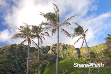 Swaying Palm Trees Worship Motion Background
