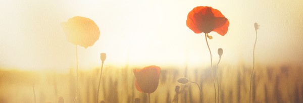 Lest We Forget Poppy Website Banner