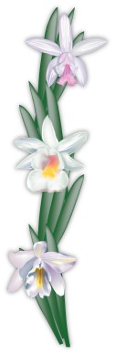 Cattleya Orchid Flowers in a Column