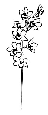 Stalk of Orchid Blossoms