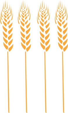 Four Wheat Stalks