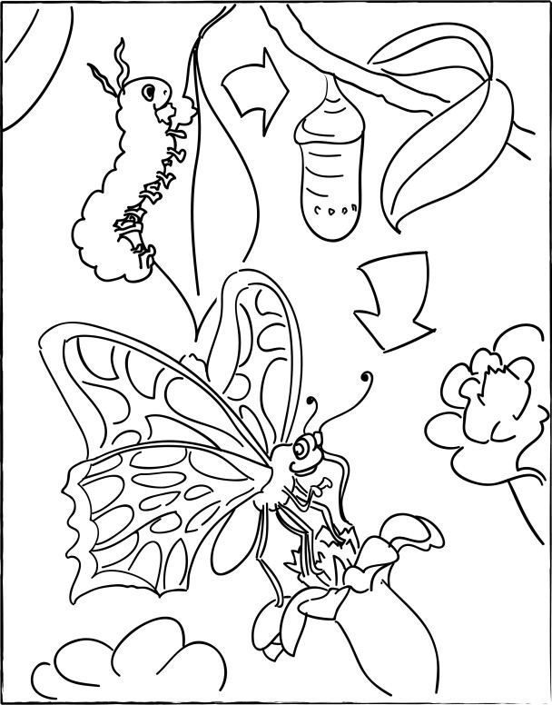 Caterpillar with Cocoon and Butterfly