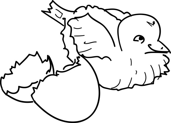 Newly Hatched Bird