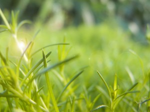 Summer Backgrounds