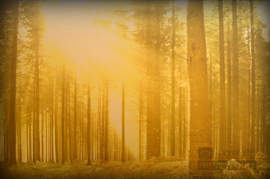 Forest Trees Video Loop