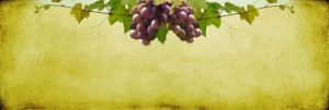 Vine Website Banner
