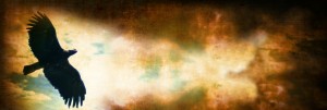 Hawk Website Banner