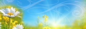Flowers in Field Website Banner