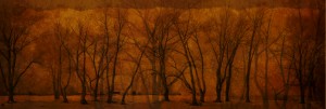 Winter Trees Website Banner