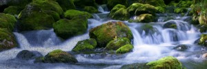 River Website Banner