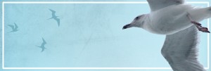 Seagull Website Banner
