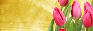 Pink Tulips Website Banner