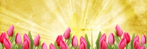 Tulip Website Banner Template