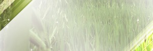 Field of Grass Website Banner