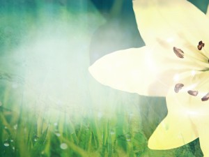 Pure Easter Lilly Worship Background