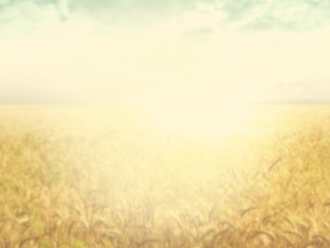 Field of Grain Worship Background