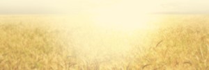 Field Website Banner