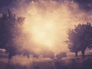 Fall Trees Worship Still