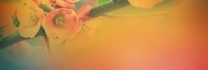 Peach Spring Blossoms Christian Website Banner