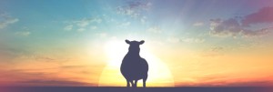 The Lost Sheep Christian Website Banner