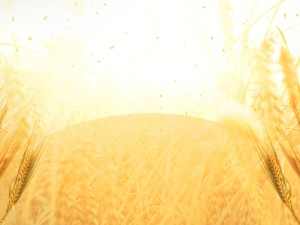 Golden Grains Harvest Worship Still