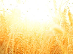 Golden Grains Harvest  Church Wallpaper
