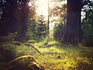 Green Woodland Christian Background