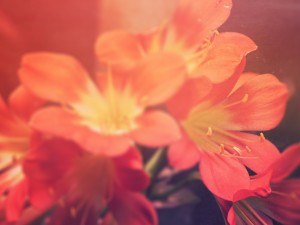 Blooms of Spring Church Wallpaper