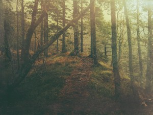 Secret Woods Church Background