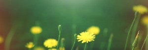 All Things New Religious Web Banner