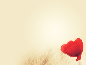 Remembrance Day Poppy Religious Background