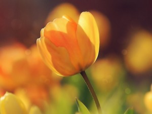 Yellow Tulip Church Worship Background
