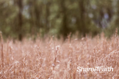 Wheat Field Worship Motion Background